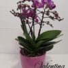 Orhidee phalenospis in vas ceramic