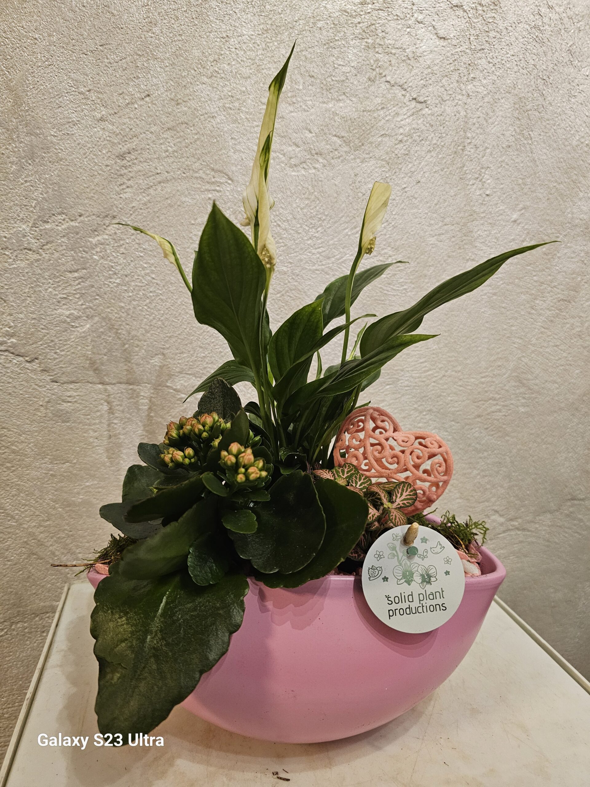 Aranjament plante interior #106