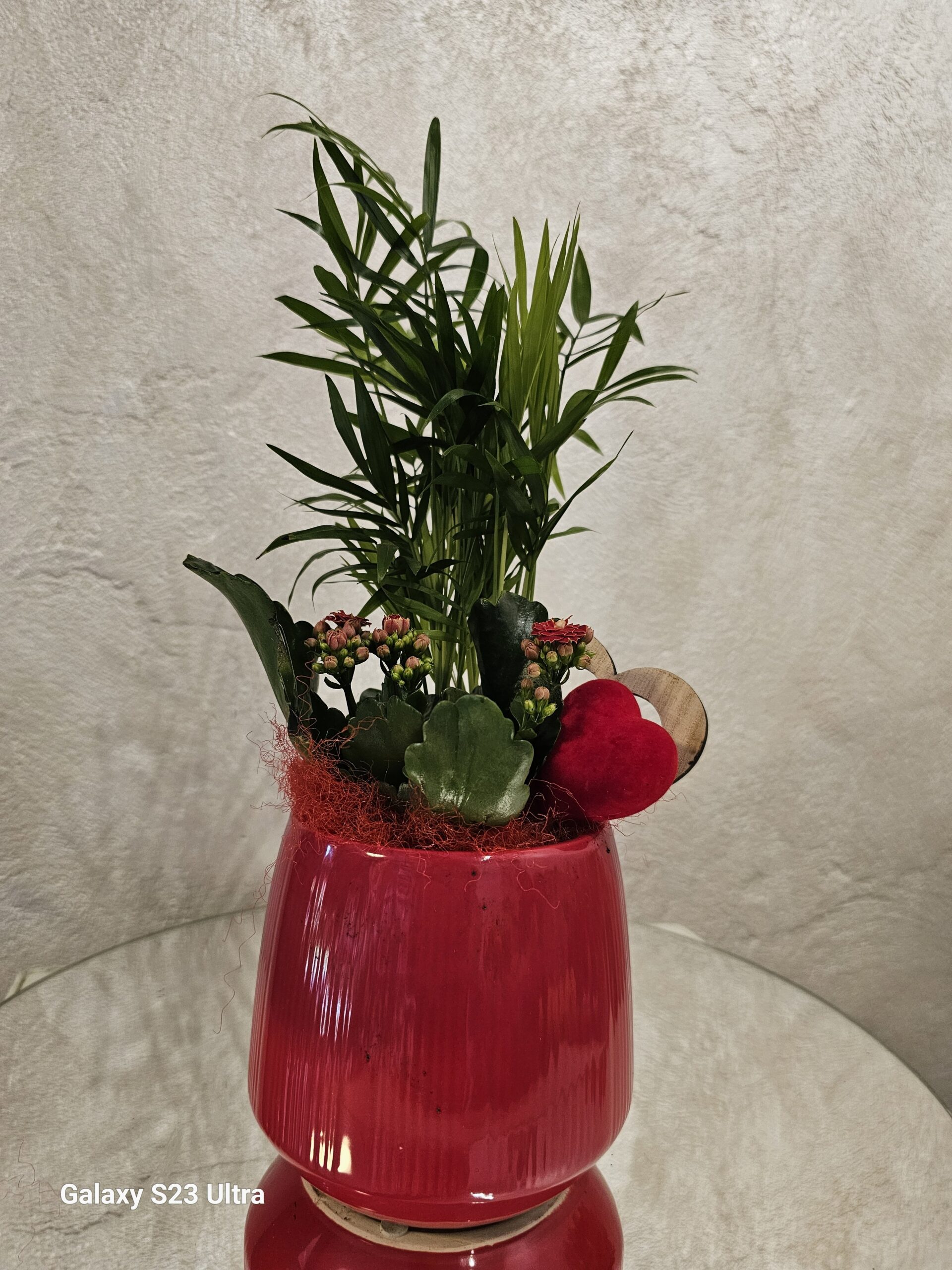 Aranjament plante #10