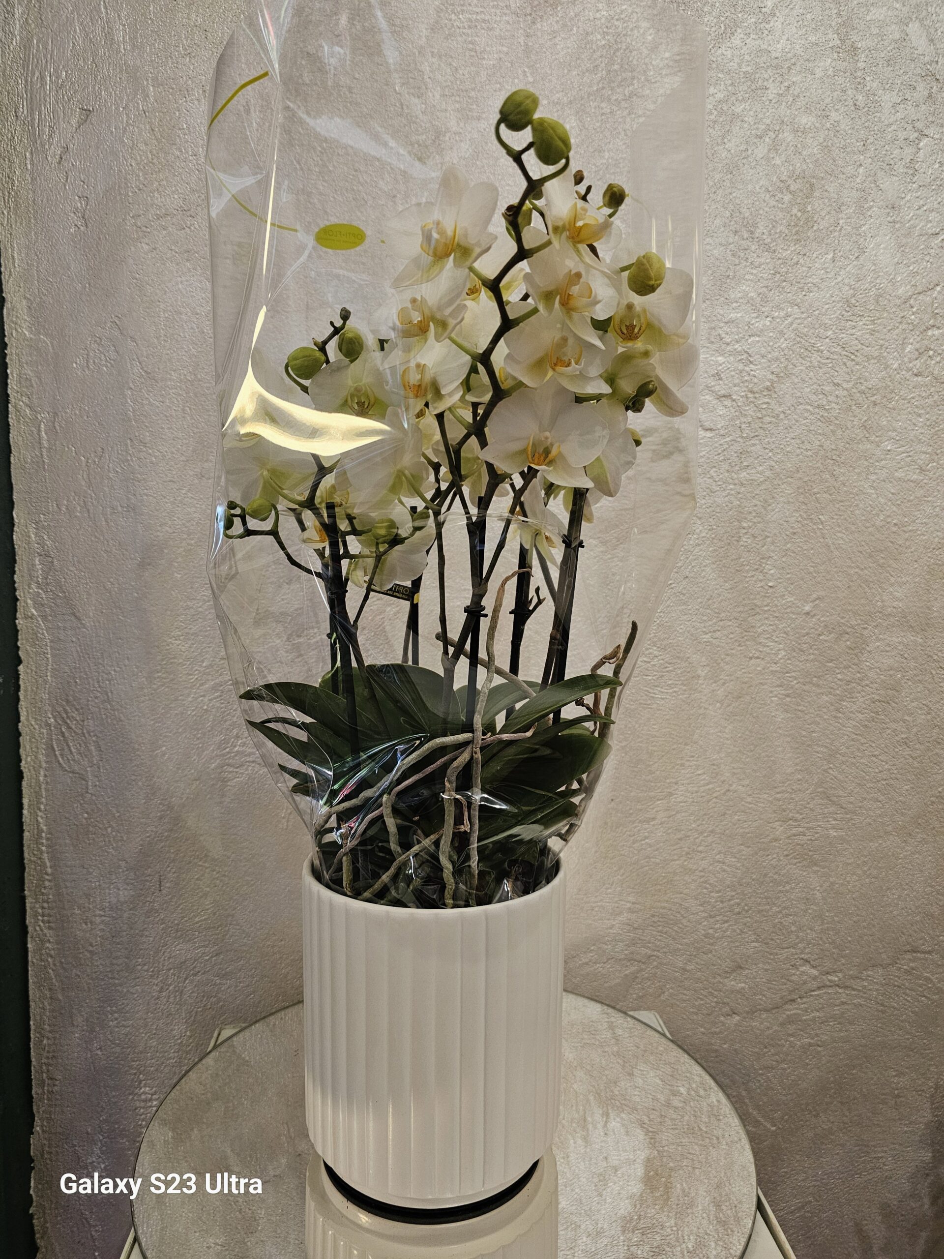 Orhidee premium Optiflor